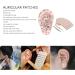 Ear Point Probe Set with Auricular Patches, Tweezer, and Ear Model for Acupoint Search Massage - Buy Online on GoSupps.com