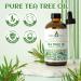 EVOKE OCCU Tea Tree Essential Oil 4 Oz - Pure Oil for Diffuser, Skin, Hair, Body, and Nails - Buy Online on GoSupps.com
