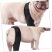Angoily Puppy Knee Braces Puppy Dog Wound Care Dog Acl Brace Dogs Knee Elbow Leg Supplies Knee Pads Pet Auxiliary Belt XL 1 - Buy Online on GoSupps.com
