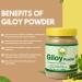 BASIC AYURVEDA Giloy (Guduchi) Powder | 7.05 Oz (200g) | Pure Tinospora Cordifolia Powder for Herbal Tea | Supports Immunity & Energy | No Added Colors & Flavors | Non-GMO Gluten-Free & Vegan - Buy Online on GoSupps.com