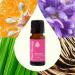 Plant Therapy Bouquet Essential Oil Blend 10 mL (1/3 oz) 100% Pure Undiluted for Essential Oil Diffuser or DIY Perfume Bouquet 0.33 Fl Oz (Pack of 1) - Buy Online on GoSupps.com