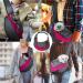 Buy Small Dog Carrying Bag | Adjustable Shoulder Strap Pet Carrier for Dogs & Cats - Ideal for Travel & Outdoor Use - Buy Online on GoSupps.com