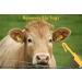 LBH Market Livestock Ear Tag Remover Tool - Hay String & Bandage Cutter for Cattle, Goat, Sheep, Pig - Ear Tag Removal Knife - Buy Online on GoSupps.com