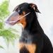 Shop Anti-Bite Cat Muzzle - Safe Bite-Proof Pet Accessories for International Shipping - Buy Online on GoSupps.com