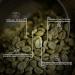 Unleashed Coffee | Unroasted Farm Blend | Arabica Whole Bean Coffee | Direct Trade Green Coffee Beans for Roasting | Small Lot  Farm Fresh Gourmet Coffee (Farm Blend  2 LB) 2 Pound (Pack of 1) Farm Blend - Buy Online on GoSupps.com