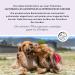 Annimally Probiotics for Dogs - 1.5 Billion KBE 120 Tablets for Healthy Gut & Diarrhea Relief - Boost Immune System - Buy Online on GoSupps.com