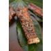 Indian Candy Maple Smoked Wild British Columbia Salmon Fish from Canada Candied and Cured in Maple Syrup (2 Lbs) - Buy Online on GoSupps.com
