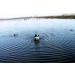 MOJO Outdoors Duck Hunting Motion Decoys - Butt Up Rippler - Buy Online on GoSupps.com