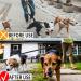 1 piece double dog lead Dual Pet Training Leash Dual Dog Leash Adjustable Dog Leash Splitter Tangle-Free Dual Dog Distribution Leash Suitable for Walking 2 Small to Medium Dogs Black - Buy Online on GoSupps.com