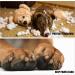 3 Pairs Double Sides Anti-Slip Dog Socks Adjustable Dog Grip Socks Soft Breathable with Strap Dog Paw Protector Cute Pet Socks to Stop Licking Paws and Scratching for Small Medium Large Dog (L) - Buy Online on GoSupps.com
