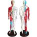 60cm Acupuncture Human Body Acupoint Model Semi-Muscle Acupuncture Point Model with Clear Lettering and Skeletal Viscera Model for Teaching Aids - Buy Online on GoSupps.com