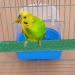 PINVNBY Parrot Bird Bath Box with Perches Stand - Ideal for Small Birds - 5 PCS Random Color - Buy Online on GoSupps.com