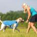 Kuoser Cool Vest for Dogs | Cooling Jacket & Coat | Blue M - Perfect for Outdoor Activities & Training - Buy Online on GoSupps.com
