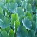 20g (0.044LB) Haute qualit feuille d'herbe feuille de lotus en vrac th traditionnel base de plantes th aux herbes th th vert th brut th Sheng cha th parfum sant th chinois th  - Buy Online on GoSupps.com