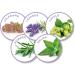 Beaphar Calming No Stress Cat Pack - 30ml Diffuser & Recharge for Cat Anxiety Relief | International Shipping - Buy Online on GoSupps.com