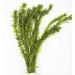 5 x Oxygenating Weed Live Pond Plant ELODEA DENSA - Also Aquarium Aquatic Plants