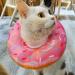 Cat Cone Collar Pet Recovery Collar for Cat Kitten Puppy Soft Elizabeth Collar for Cats Small after Surgery Cat Cone Collar Anti Scratch Soft Cotton Adjustable Cat Buster Collar Small(S) - Buy Online on GoSupps.com