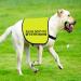 Please Don t Pet I'm a Little Anxious Dog Jacket Vest Anxious Dogs Walking Slogan Warning Vest (Little Anxious Medium) Little Anxious M EU - Buy Online on GoSupps.com