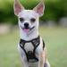 Rabbitgoo No Pull Dog Harness for Small & Large Dogs - Adjustable Breathable Anti-Training Reflective Stripes Safe Guidance - Gray XS (1 Pack) - Buy Online on GoSupps.com