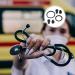 Buy Pediatric Stethoscope Accessory Set | Diaphragm Replacement & Covers for Cardiology Stethoscopes - International Shipping - Buy Online on GoSupps.com