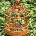 Bonaweite Bird Parrot Toys - Colorful Step Ladder Swing Bridge for Pet Training - 12 Ladders - Buy Online on GoSupps.com