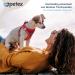 Petex Dog Harness for Small & Medium Dogs - TUV Tested Reflective & Breathable Made in Europe - Air Mesh Technology - Red 2XS - Buy Online on GoSupps.com