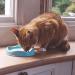 Beco Cat Bowl - Eco Friendly and Dishwasher Safe Bamboo Food and Water Bowl - Natural Natural 1 Count (Pack of 1) - Buy Online on GoSupps.com