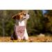 Unique Style Paws Dog Sandanas | Washable Cotton Adjustable Towel for Small & Medium Dogs & Cats - Pumpkin Design - Buy Online on GoSupps.com