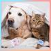 12 Rolls of MAGIIN Self Adhesive Cohesive Bandages for Pets - Ideal for Wrist, Ankle Sprains & Swelling (5cm x 4.5m) - Buy Online on GoSupps.com