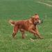 Firedog Dummy with Real Rabbit Fur | Durable Dog Training Toy | 500g Wild Dummy for Retrieving - Buy Online on GoSupps.com