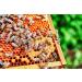 4x Miel de Tilleul 250g Italien Caravella Fine Food | Cr meux L ger Floral Herbac Cru Non pasteuris | Antioxydants et Enzymes Apaisant et Calmant|Id al pour Th Petit-d jeuner Fromages Dessert - Buy Online on GoSupps.com