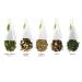 Tea Forte Green Tea Assortment - 10 Pyramids | Premium International Shipping - Buy Online on GoSupps.com