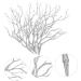 Zerodeko 6pcs Simulated Twigs Fall Decor Fake Tree Branch Branches for Diy Crafts Making Branches for Decoration Driftwood Branch Fall Home Flower Arrangement Plastic Filling Miss Silver 35X20X5CM - Buy Online on GoSupps.com