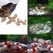 Shrimp Food Natto Sticks Sinking Pellets 1.4 Oz Healthy Nutrition Balanced Blended Diet for Snails & Tropical Fish Fish Food Flakes - Buy Online on GoSupps.com