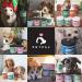 PETPAL Urinary Bladder Treats for Dogs - UTI Cranberry Support Urinary Health Antioxidant for Kidney and Bladder - Made with Cran-Max Cranberry D-Mannose Organic Marshmallow - 90 Ct. - Buy Online on GoSupps.com