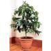 Coffee bush seeds shrub Arabia (Coffea arabica) perennial room planting