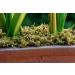SuperMoss 23802 Mountain Moss Preserved 200 in Bag - Fresh Green - Buy Online on GoSupps.com