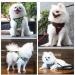 Suredoo Adjustable Dog Harness - No Pull Reflective & Breathable | XS Gray for Large Medium & Small Dogs & Puppies - Buy Online on GoSupps.com