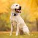 Unique Style Blue Leaves Dog Collar | Halison Care Barrows & Linen | Perfect for Small Medium & Large Dogs | Durable Dog Training & Gift Collection - Buy Online on GoSupps.com
