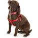 Doodlebone Originals Sapphire 1-2 Dog Harness - Comfortable and Stylish - Buy Online on GoSupps.com