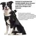 Shop Curli Dog Harness & Dishes for Small Dogs | Leash & Tableware for Puppies - Bright & Stylish - Buy Online on GoSupps.com