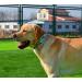 Buy Mihqy Adjustable Dog Collar - Soft & Comfortable Bohemian Design for All Dog Sizes (33-55 cm Neck) - Buy Online on GoSupps.com
