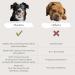 Buy Busters Hip and Joint Hemp Oil Formula for Dogs | Glucosamine Enriched Pain Relief & Mobility Support for Pets - Buy Online on GoSupps.com
