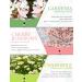 SALKING 100% Pure Essential Oils Gift Set 6 x 10ml - Lavender, Rose, Cherry Blossom, Ylang Ylang, Gardenia, Chamomile - Aromatherapy Therapeutic Grade Scented Oils for Oil Diffusers - Buy Online on GoSupps.com