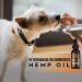 Bark Boy Hemp Oil for Dogs & Cats - Made in USA - Anxiety, Pain & Stress Relief - Anti-Inflammatory Omega 3, 6 & 9 - 100% Organic Calming Drops (1 Pack) - Buy Online on GoSupps.com