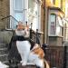 Outbreak-Proof Cat Dishes & Harnesses | Durable Cat Dish & Adjustable Harness for Cats & Small Dogs - Buy Online on GoSupps.com