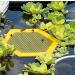 Colorful Bee Watering Station Bee Waterer and Butterfly Water Stations Floating Bee Island Use for Bee Cups for Garden Bee Water Catcher Cups for Thirsty Pollinators(Color:Purple) - Buy Online on GoSupps.com
