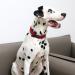 Shop Unique Style Paws Dog Collars - Adjustable Bow Tie Collars for Small Medium Large Dogs | XS-XL L RD - International Shipping Available! - Buy Online on GoSupps.com