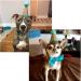 Stock Show Pet Birthday Party Cone Hat & Bow Tie Collar Set - Blue | Adjustable Headband for Small/Medium Dogs & Cats - Buy Online on GoSupps.com