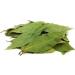 500g Whole Dried Bay Leaves - Laurus Nobilis - Intense Aroma & Taste - 100% Natural Pure and No Additives | Qual - Buy Online on GoSupps.com